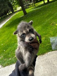 Animal Removal North Township